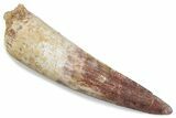 Fossil Spinosaurus Tooth - Real Dinosaur Tooth #376443-1